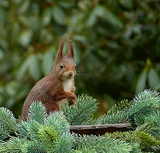 brown squirrel thumbnail