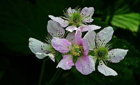 pink-and-white flowers thumbnail