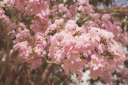 nature, flowers, garden, petals thumbnail