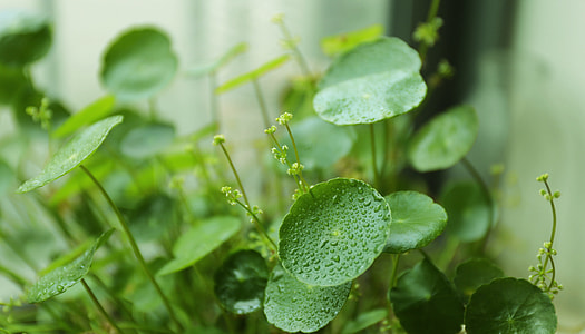 Hydrocotyle Vulgaris, Coin Grass thumbnail