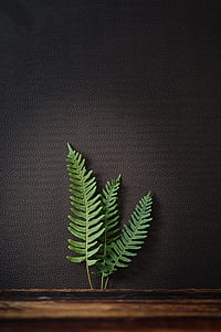 three green fern leaf on black leather surface close-up photo thumbnail