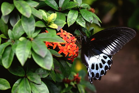 common rose butterfly on orange cluster flowers thumbnail