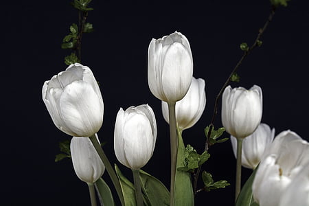 photo of eight white tulips thumbnail