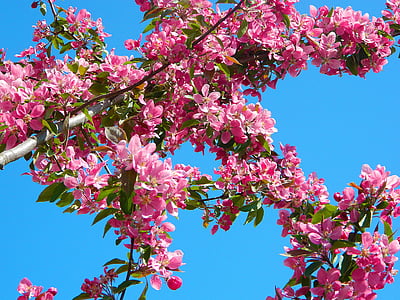 pink clustered flowers under blue clear sky thumbnail