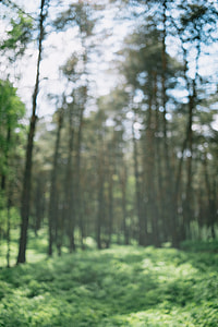 Spring forest, defocused thumbnail