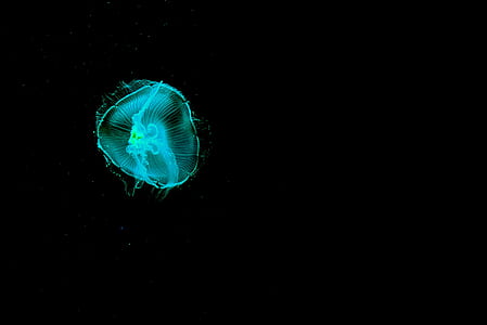 kirlian photography of jellyfish thumbnail