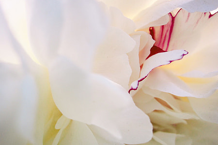 white and pink peony flower in bloom macro photography thumbnail
