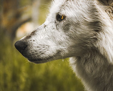closeup photography of white dog thumbnail