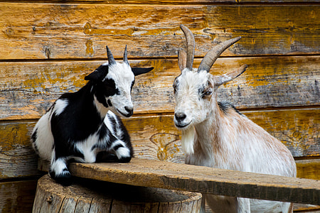 two brown goats figure thumbnail