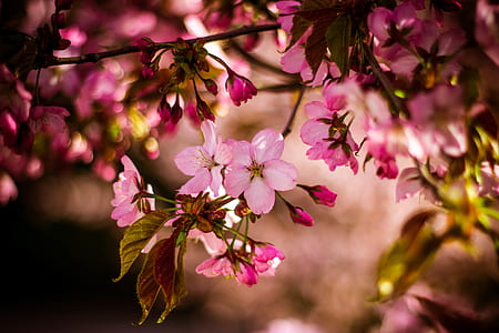 Pink 5 Petaled Flower in Close Up Photo at Daytime thumbnail
