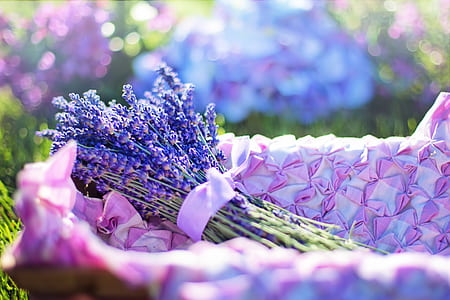 nature, romantic, field, flowers thumbnail
