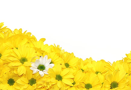 yellow and white petaled flowers thumbnail
