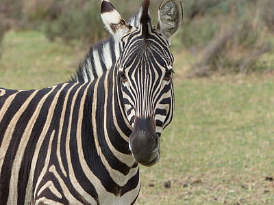 selective focus photography white and black zebra thumbnail
