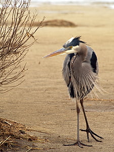 gray and white heron standing near plant thumbnail