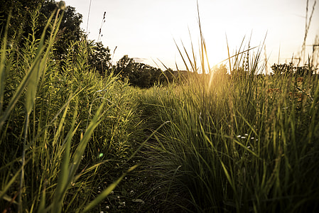 Sunset over the tall grass of the Hiking Trail at Cross Plains State Park thumbnail