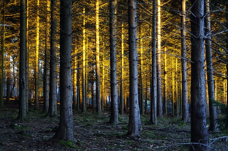 brown tree forest thumbnail