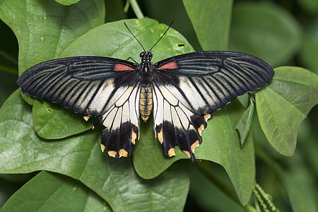 black and brown butterfly hover on green leaf thumbnail