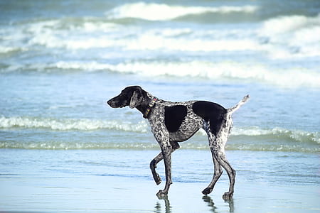 black and white pointer walks on seashore at daytime thumbnail