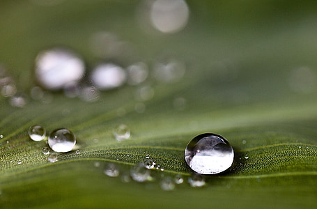 water drops on green leaf thumbnail