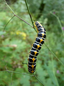 depth of field photography of yellow and black caterpillar thumbnail