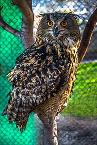black and brown owl perched on tree branch thumbnail