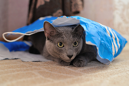 black cat covered in blue textile thumbnail