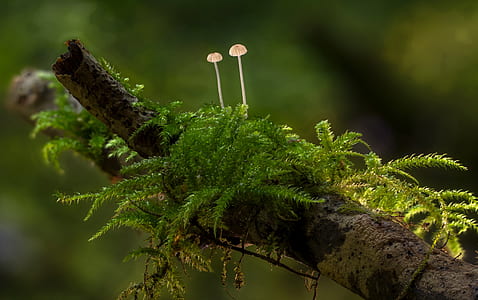 selective focus photography of two brown mushrooms on tree branch thumbnail