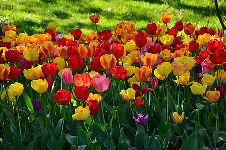 yellow, red and pink flower field thumbnail