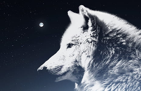 wolf, night sky, moon, atmosphere, mythology, white thumbnail