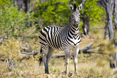 zebra near green leaf trees photo thumbnail
