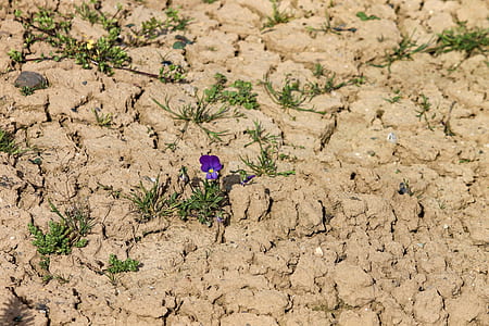purple petaled flower on brown dirt thumbnail