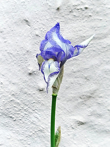 purple and white lily flower thumbnail