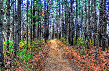 tree tunnel at daytime thumbnail