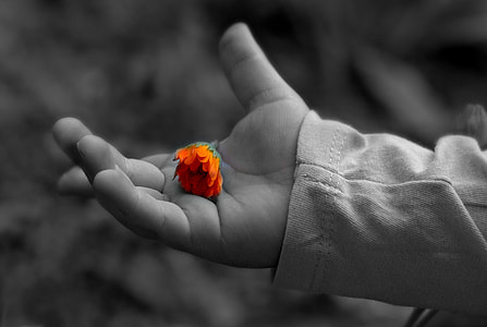 selective photography of orange petaled flower on person palm thumbnail