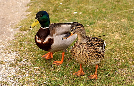 two mallard ducks standing on grass field thumbnail