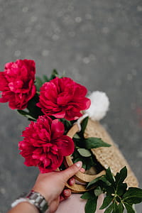 Blooming red peonies thumbnail