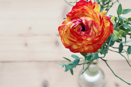 orange and yellow petaled flower in bloom at daytime thumbnail