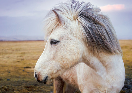shallow focus photography of white horse thumbnail
