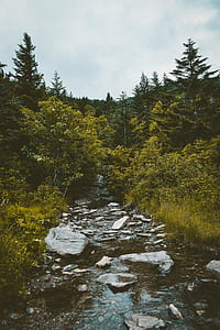 river surrounded by green trees thumbnail