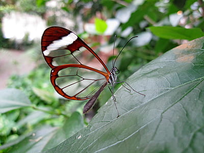 closeup photo of glasswing butterfly thumbnail