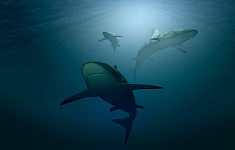 sharks under body of water thumbnail