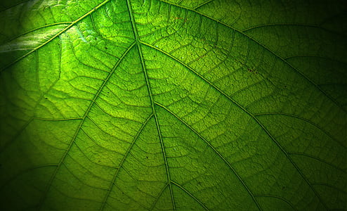 green leaf thumbnail