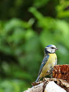 selective focus photography of Eurasian blue tit thumbnail