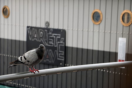 grey and black pigeon perched on bar thumbnail