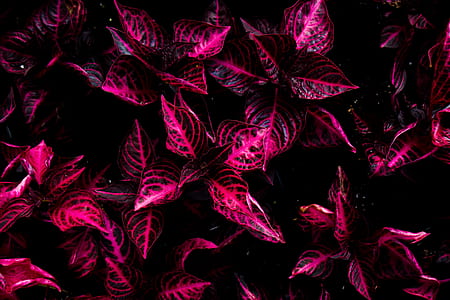 top view of red and black plant thumbnail