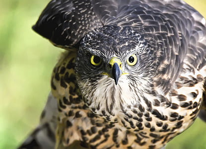 Close-up of Eagle thumbnail