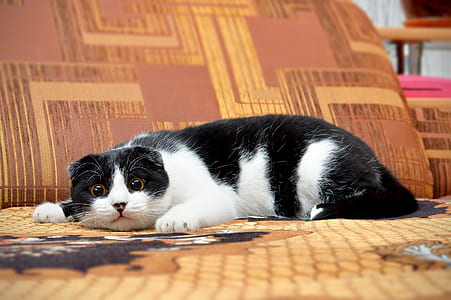 cat lying on bed thumbnail