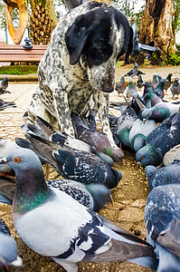 dog surrounded by flock of pigeons thumbnail