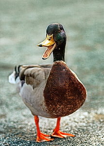 close-up of mallard duck thumbnail