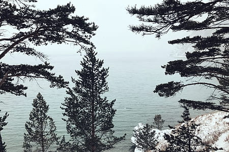 green pine trees near body of water thumbnail